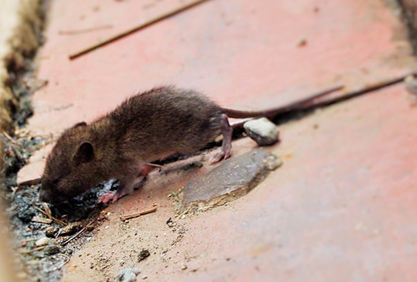 ネズミ駆除 三陽白アリ消毒
